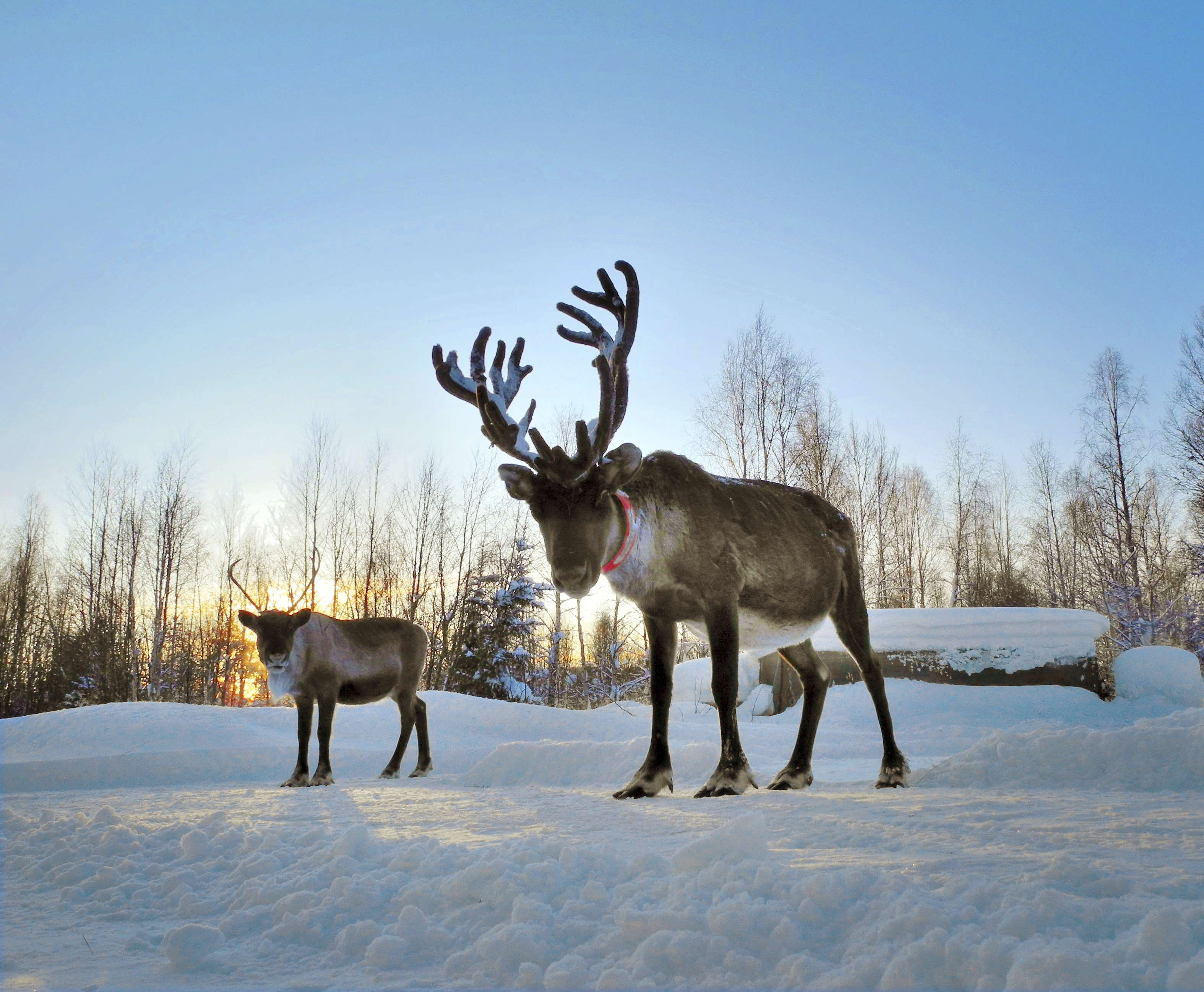 Noël en Laponie
