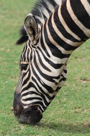 Safari en TANZANIE